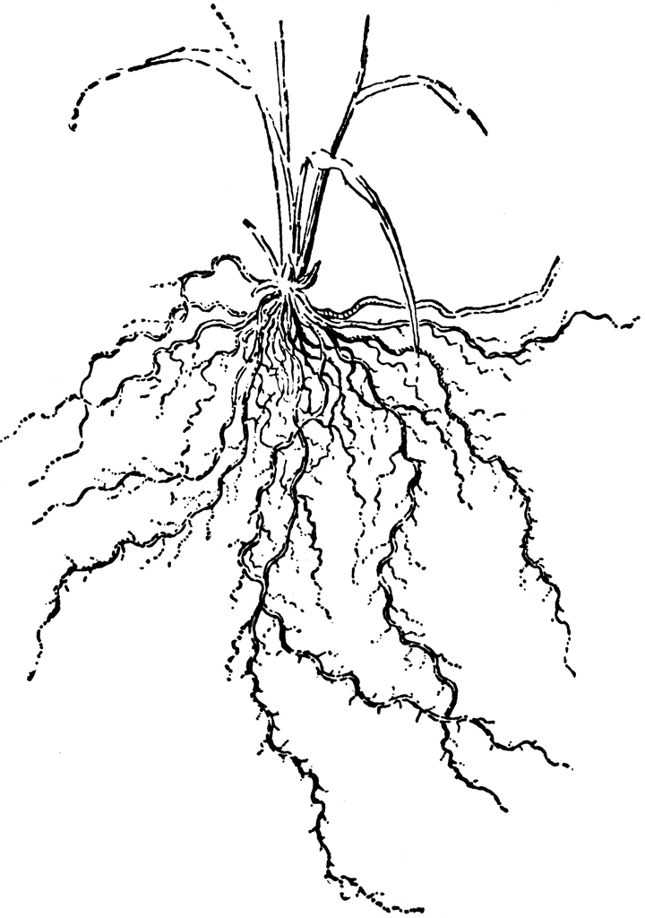 Plant Roots Drawing at GetDrawings | Free download