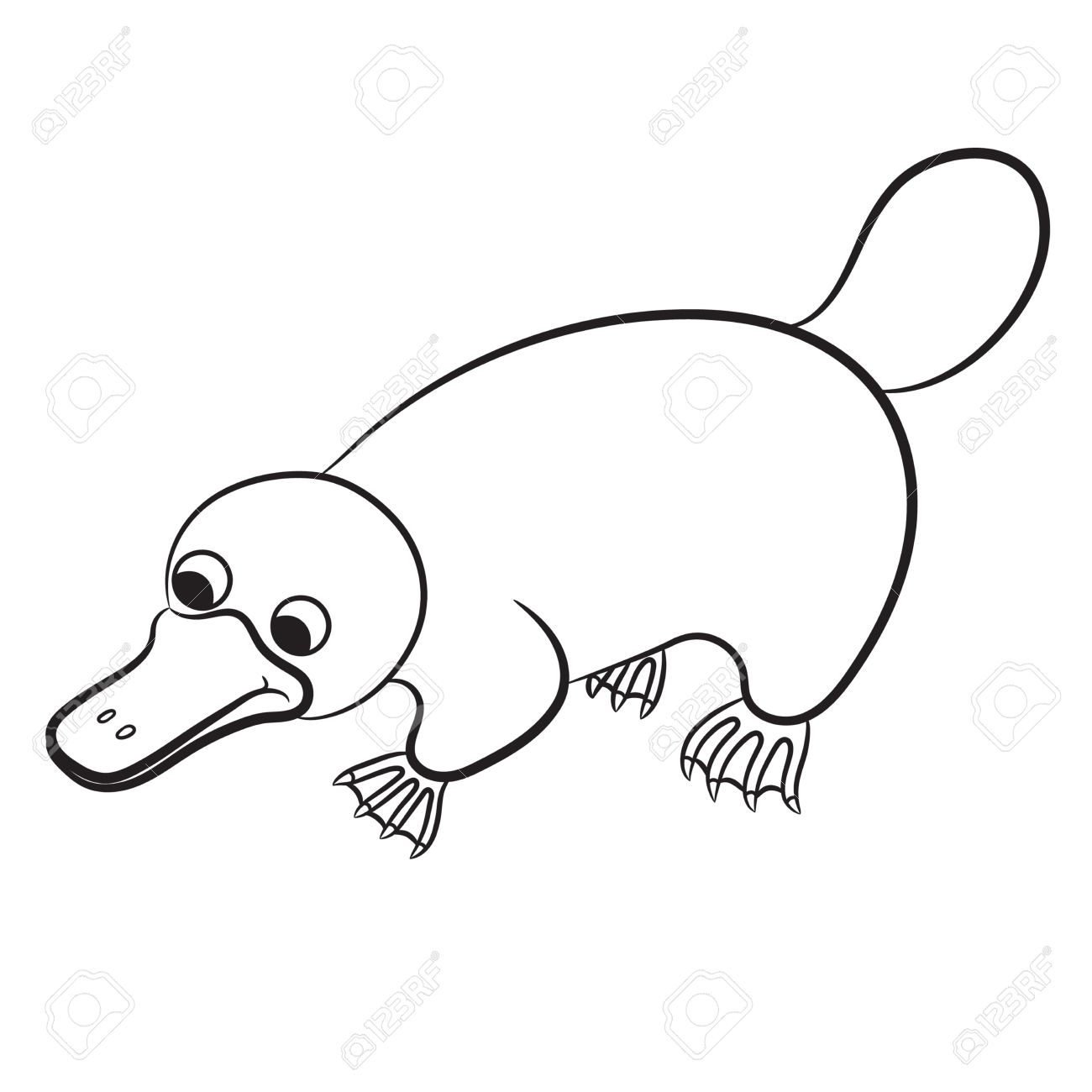 Platypus Drawing at GetDrawings | Free download