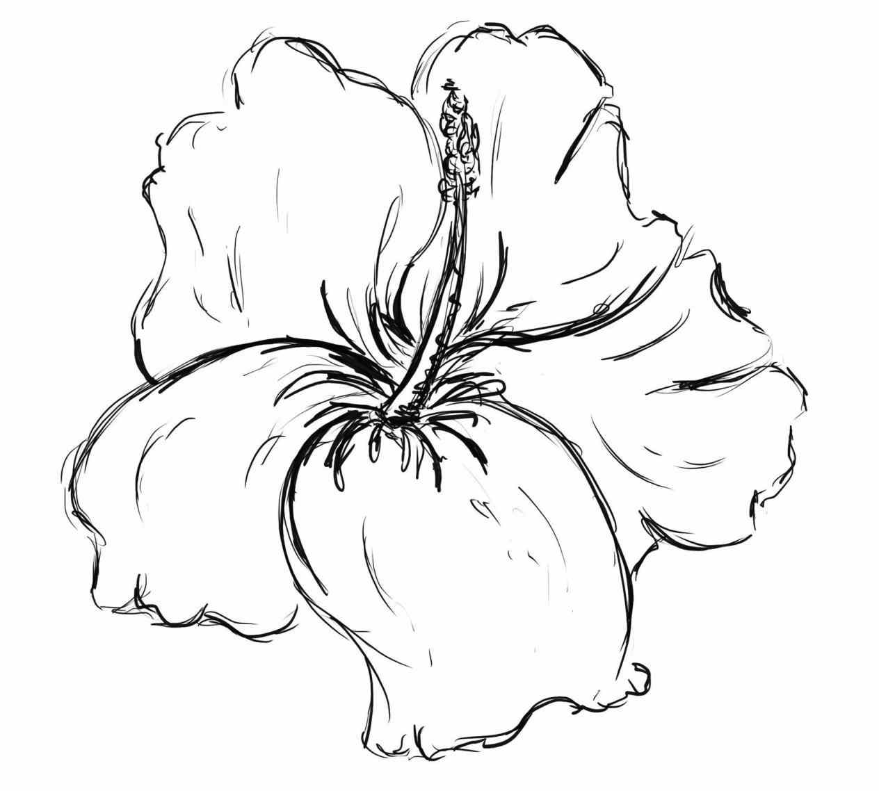 Plumeria Flower Drawing at GetDrawings | Free download