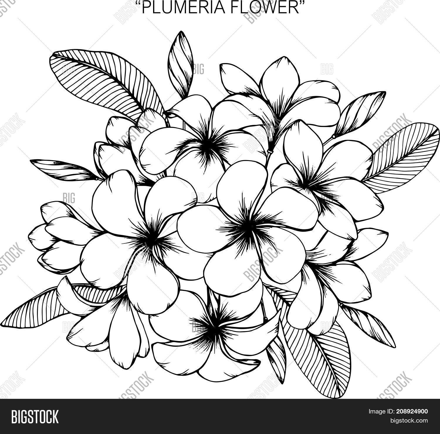 Plumeria Flower Drawing at GetDrawings Free download