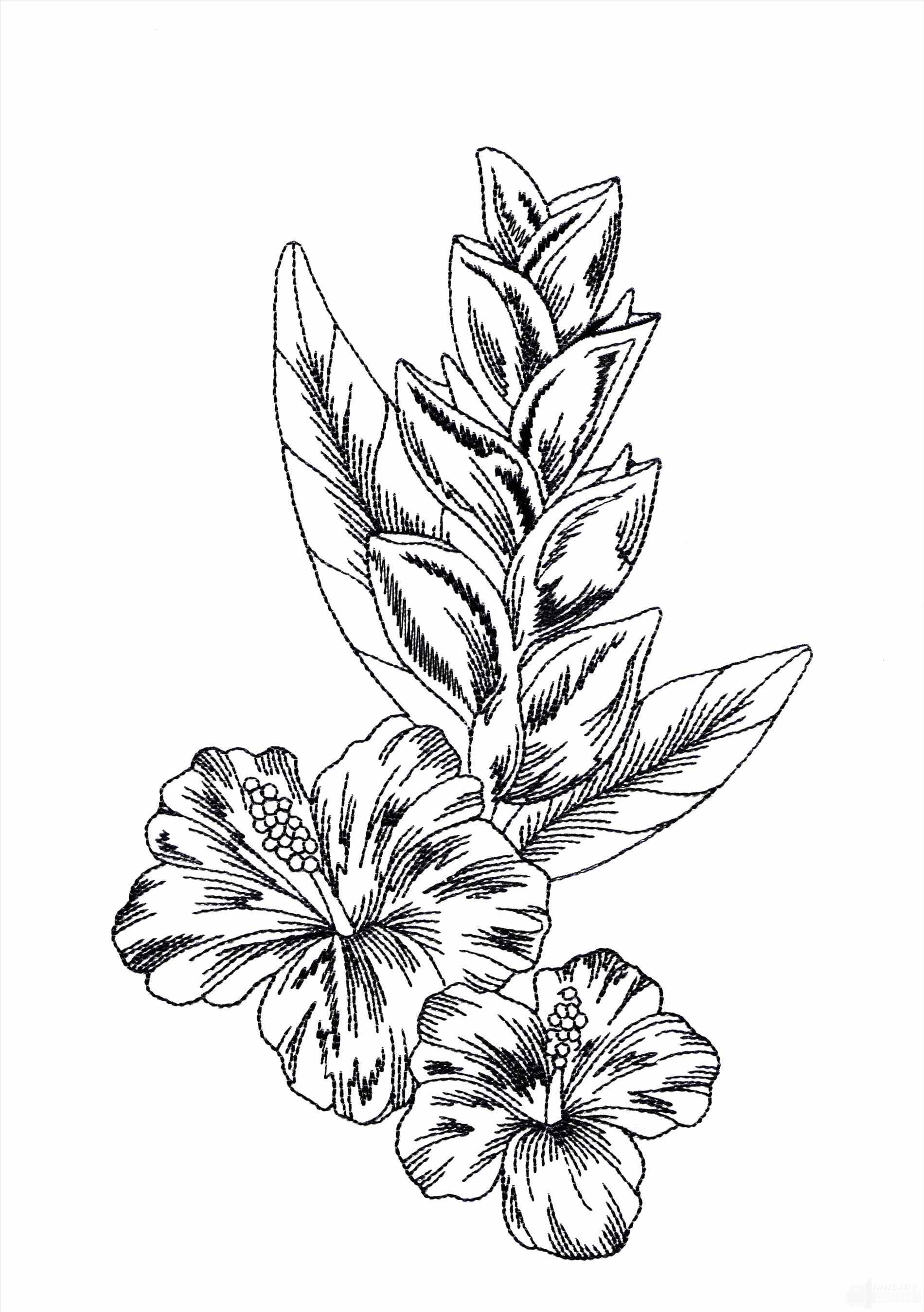 Plumeria Flower Drawing at GetDrawings Free download