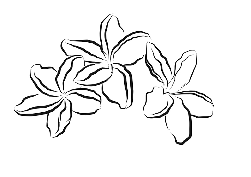 Plumeria Line Drawing at GetDrawings Free download