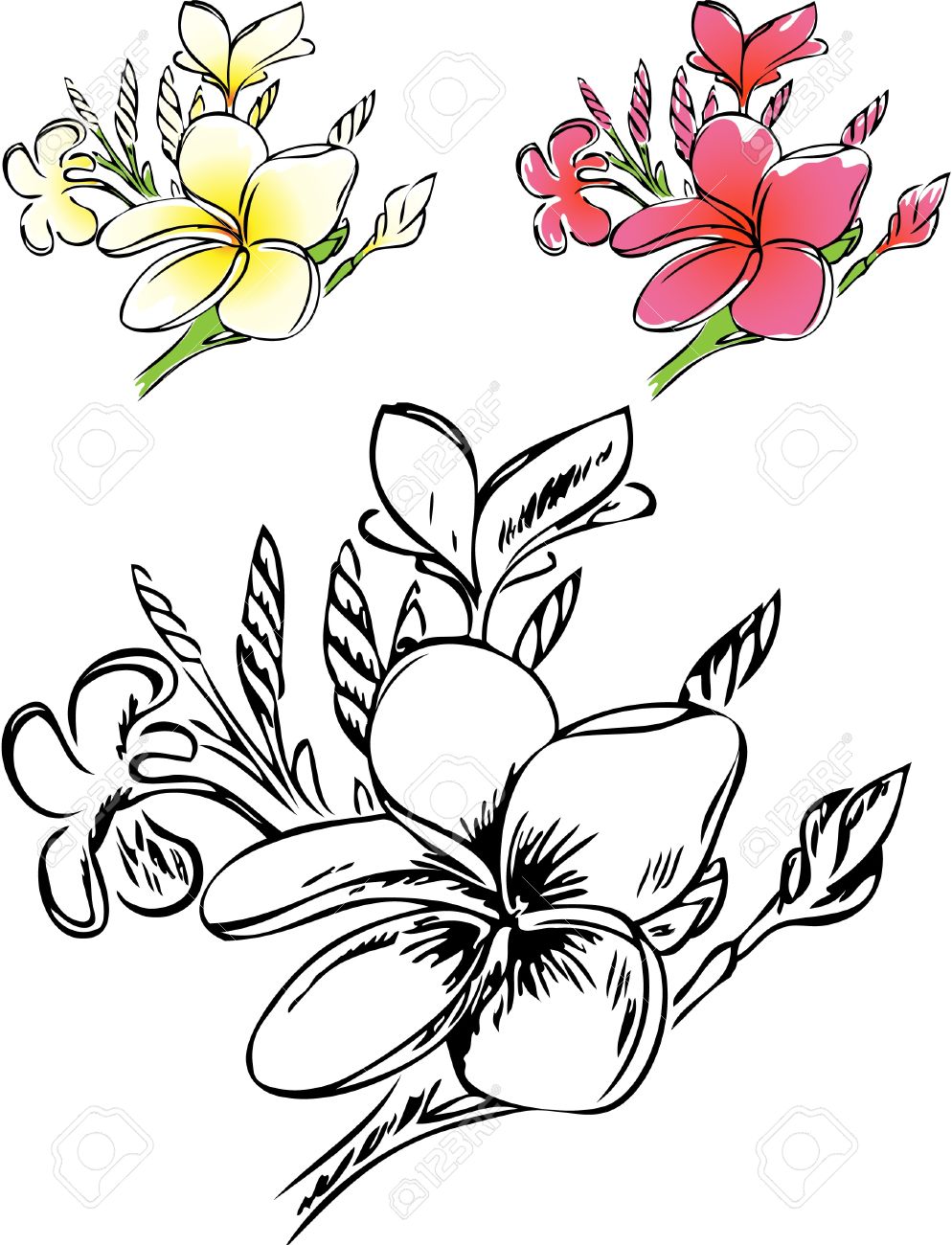 Plumeria Line Drawing at GetDrawings | Free download