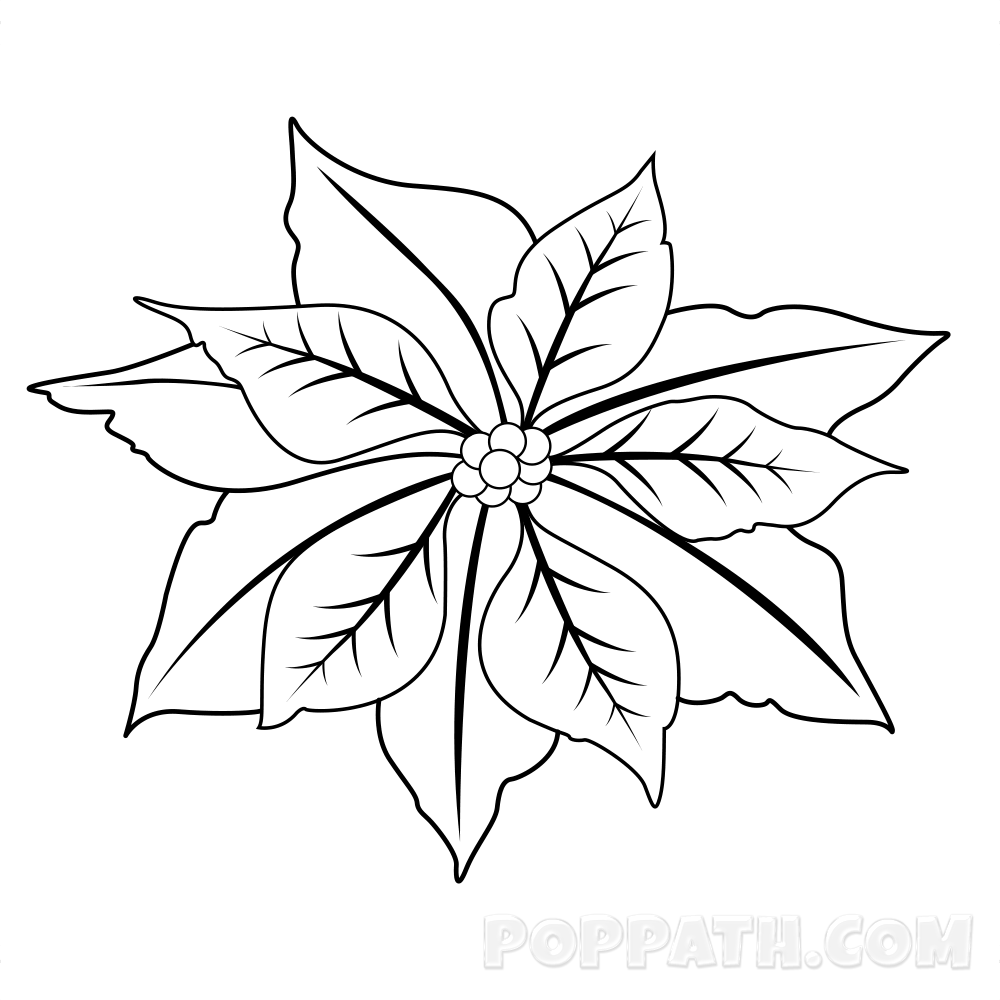 Poinsetta Drawing at GetDrawings | Free download