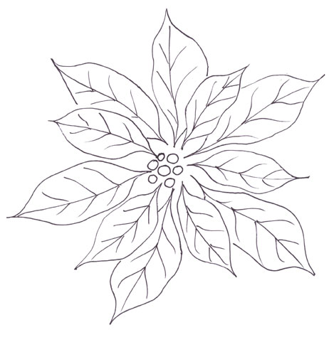 Poinsettia Drawing Outline At Getdrawings 