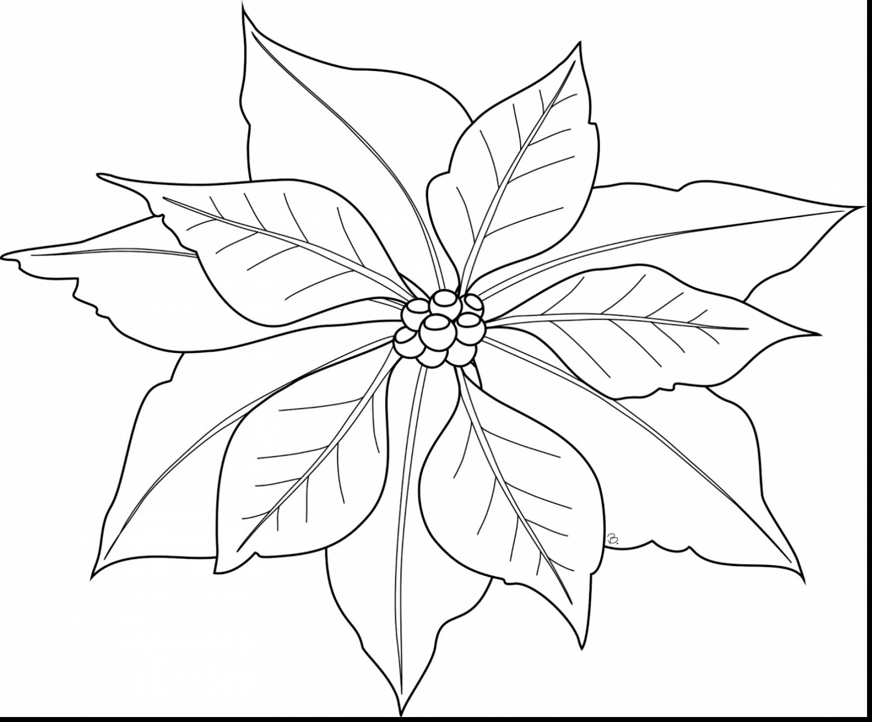 Poinsettia Drawing Outline at GetDrawings Free download