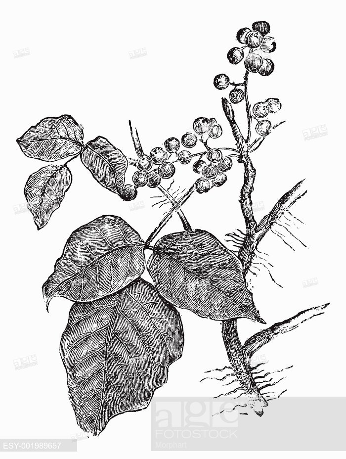 Poison Ivy Plant Drawing at GetDrawings | Free download