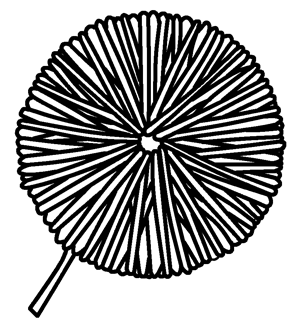 Pom Pom Drawing at GetDrawings | Free download