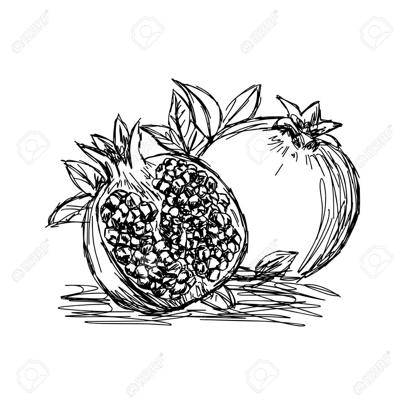 Pomegranate Drawing at GetDrawings Free download