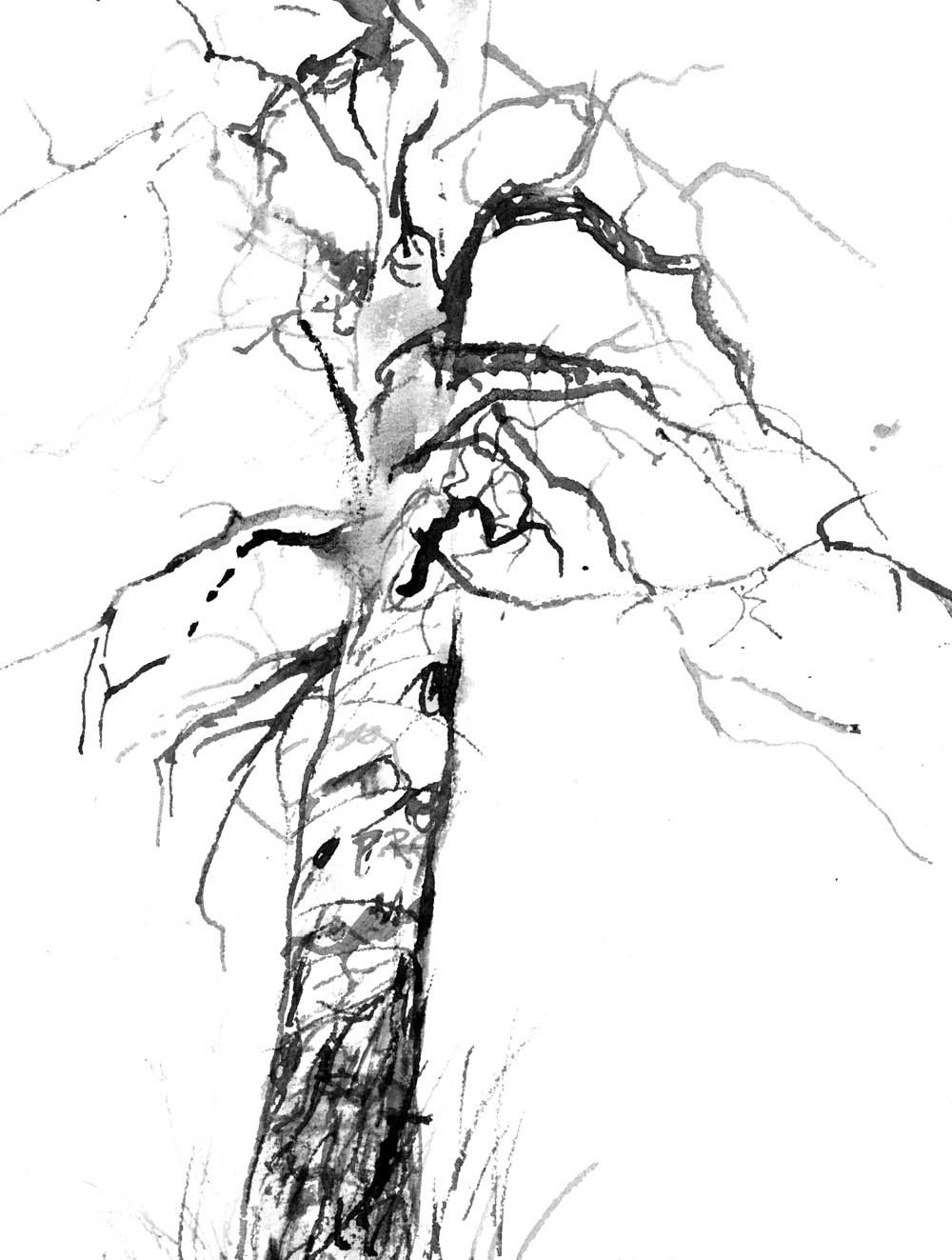 Ponderosa Pine Drawing at GetDrawings Free download