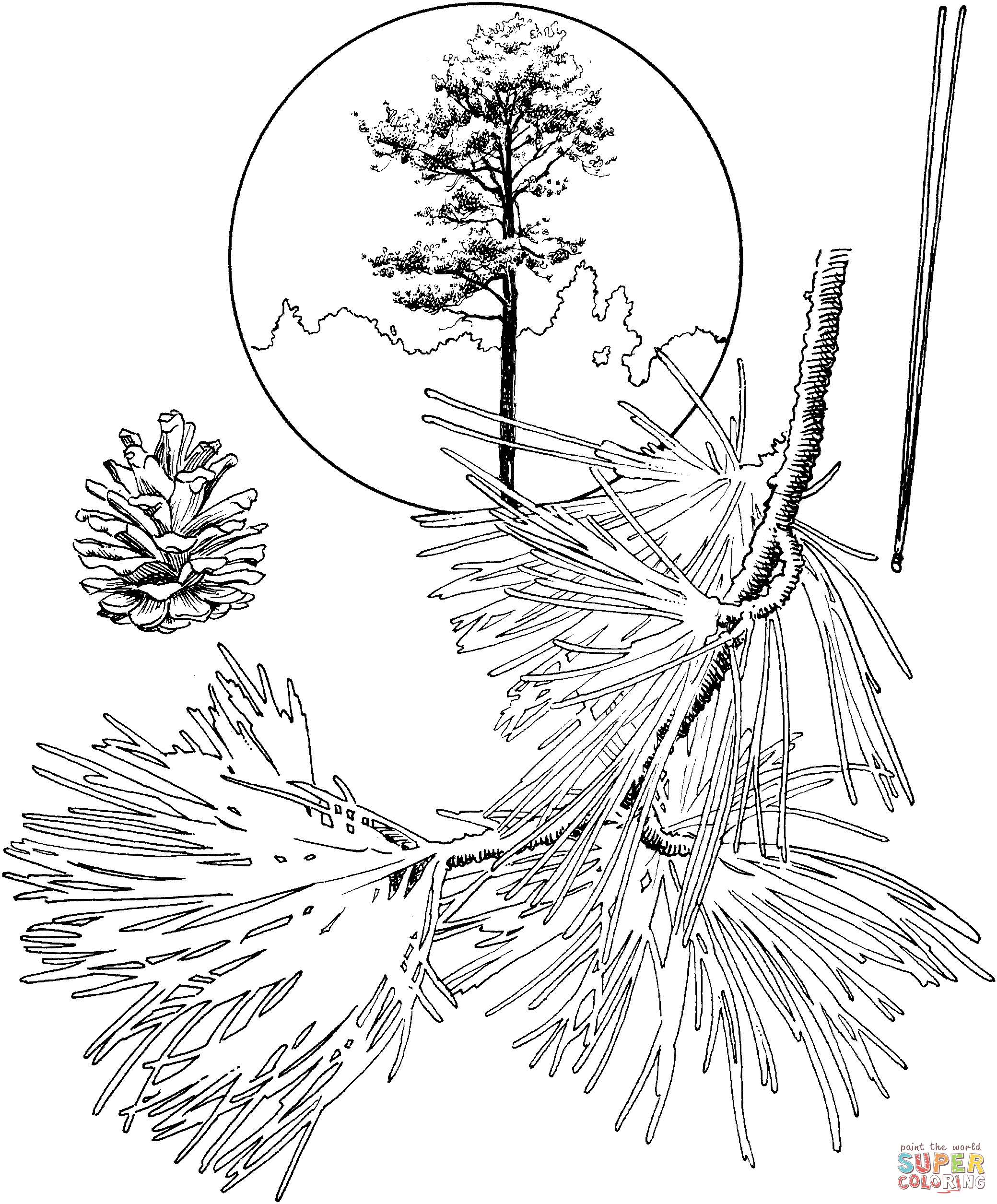 595 Cute Ponderosa Pine Tree Coloring Page with Printable