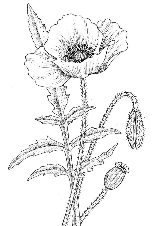 Poppy Drawing at GetDrawings | Free download