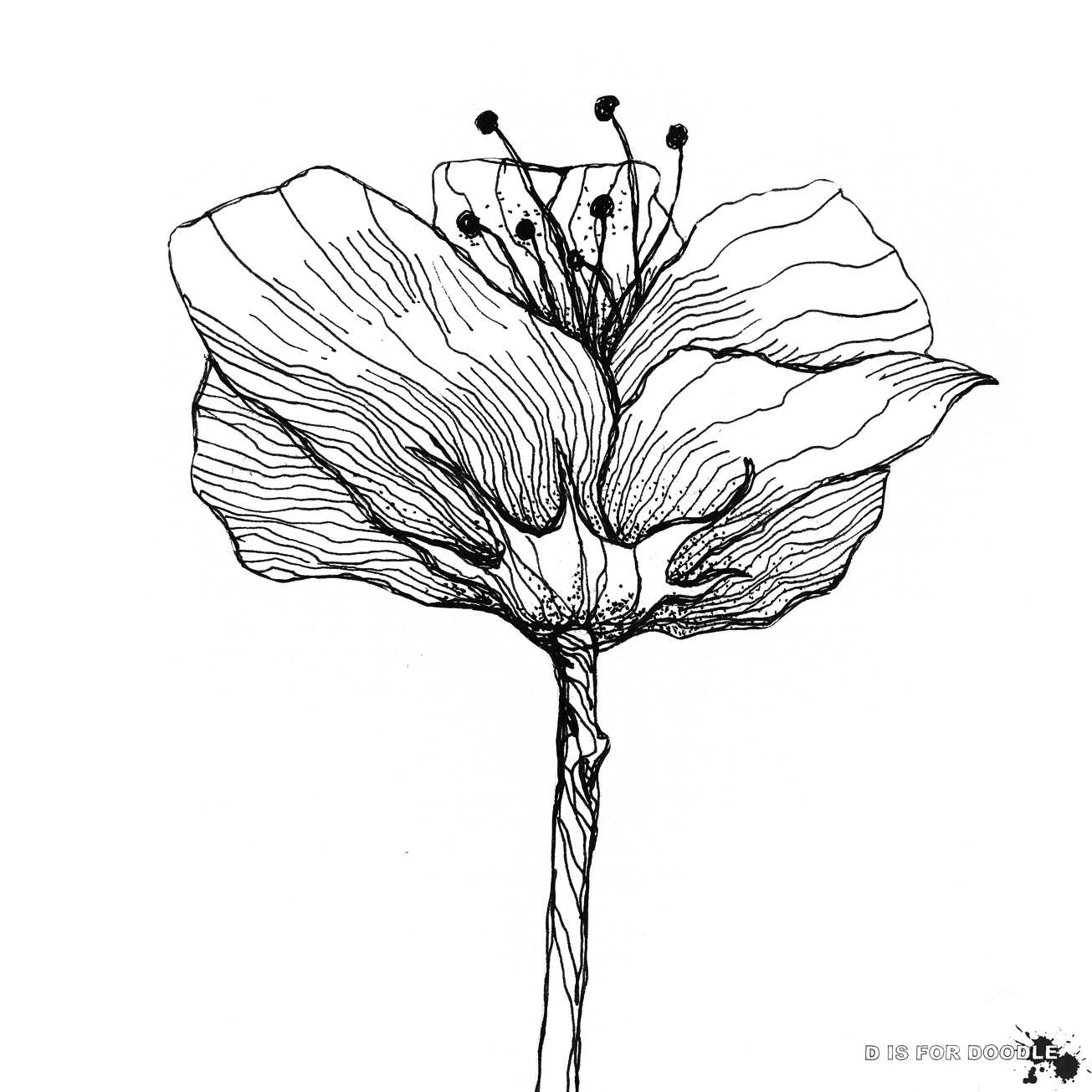 Poppy Flower Scientific Drawing at GetDrawings Free download