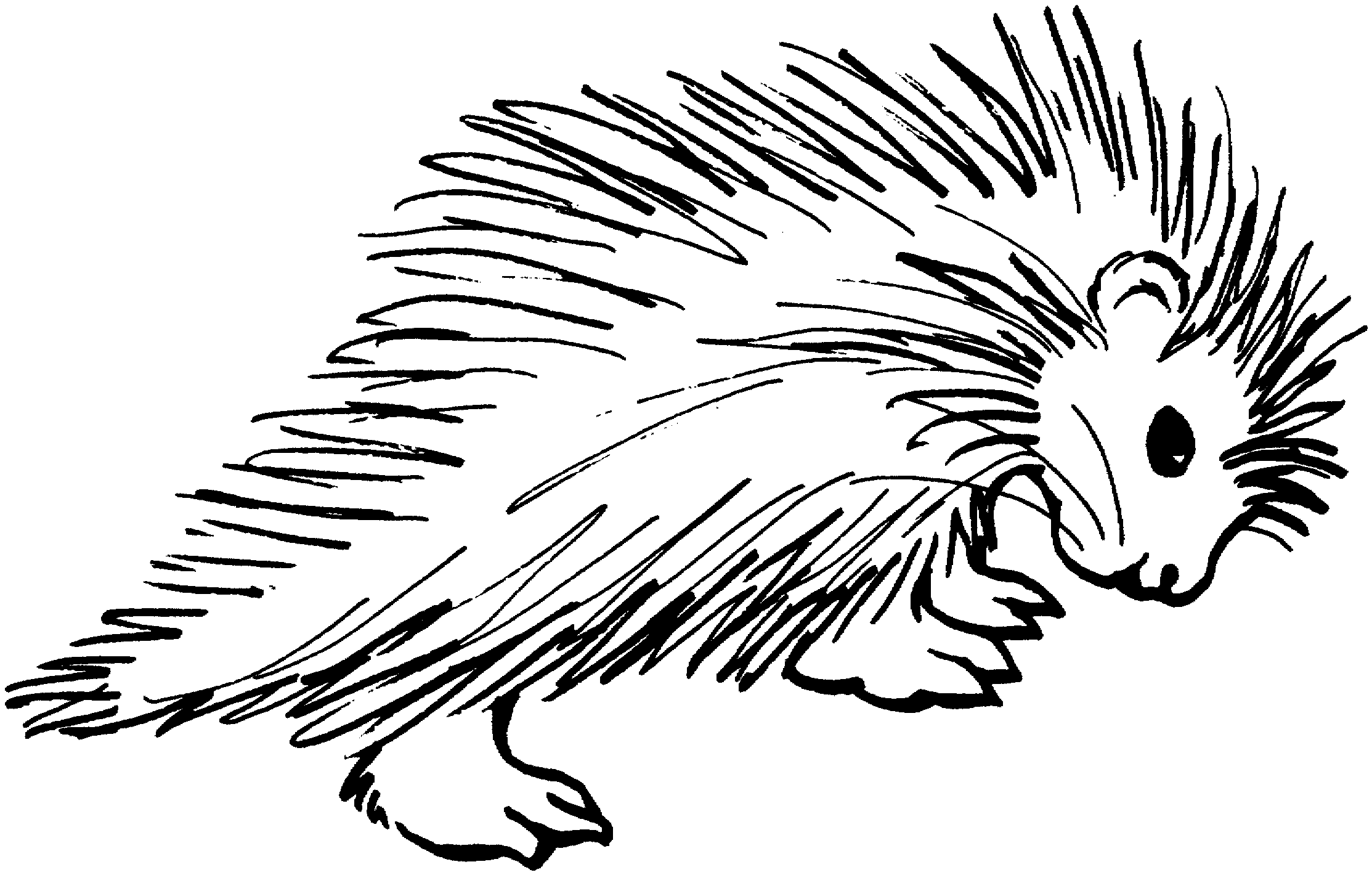 Porcupine Drawing at GetDrawings Free download
