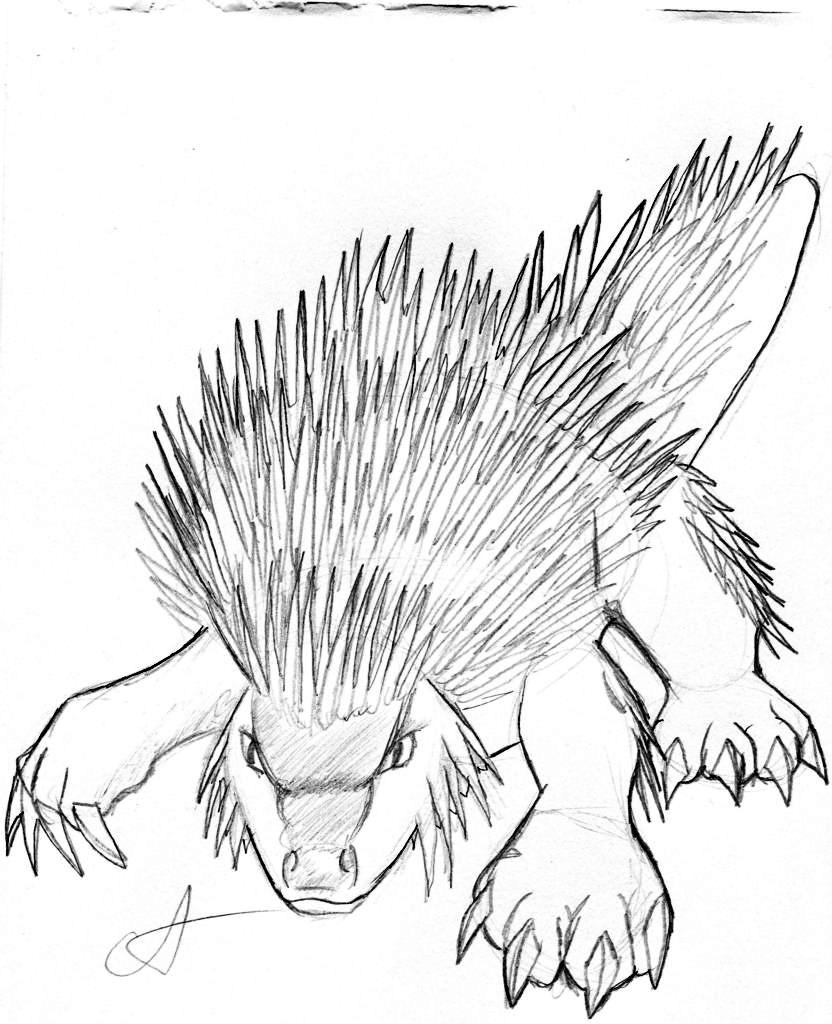 Porcupine Drawing at GetDrawings Free download