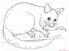 Possum Drawing at GetDrawings | Free download