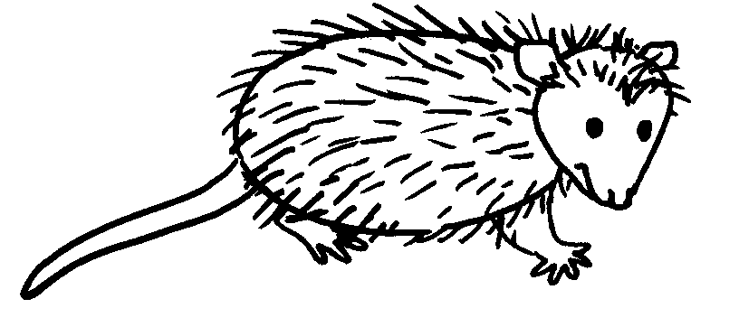 Possum Drawing at GetDrawings | Free download