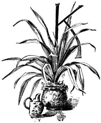 Potted Cactus Drawing at GetDrawings | Free download