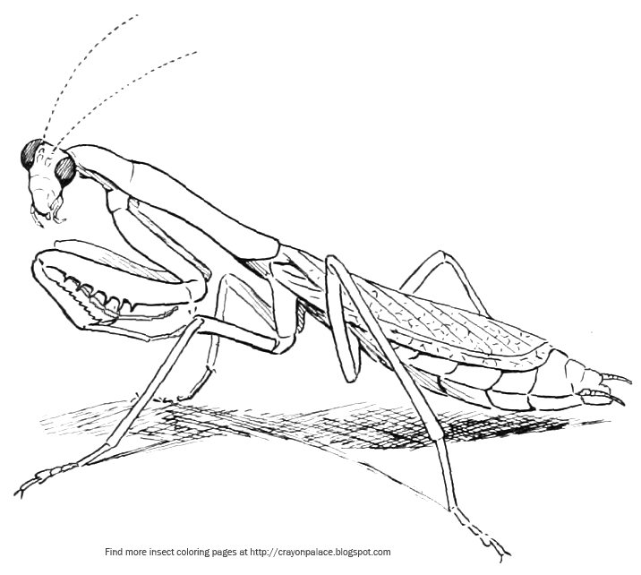 Praying Mantis Drawing at GetDrawings | Free download