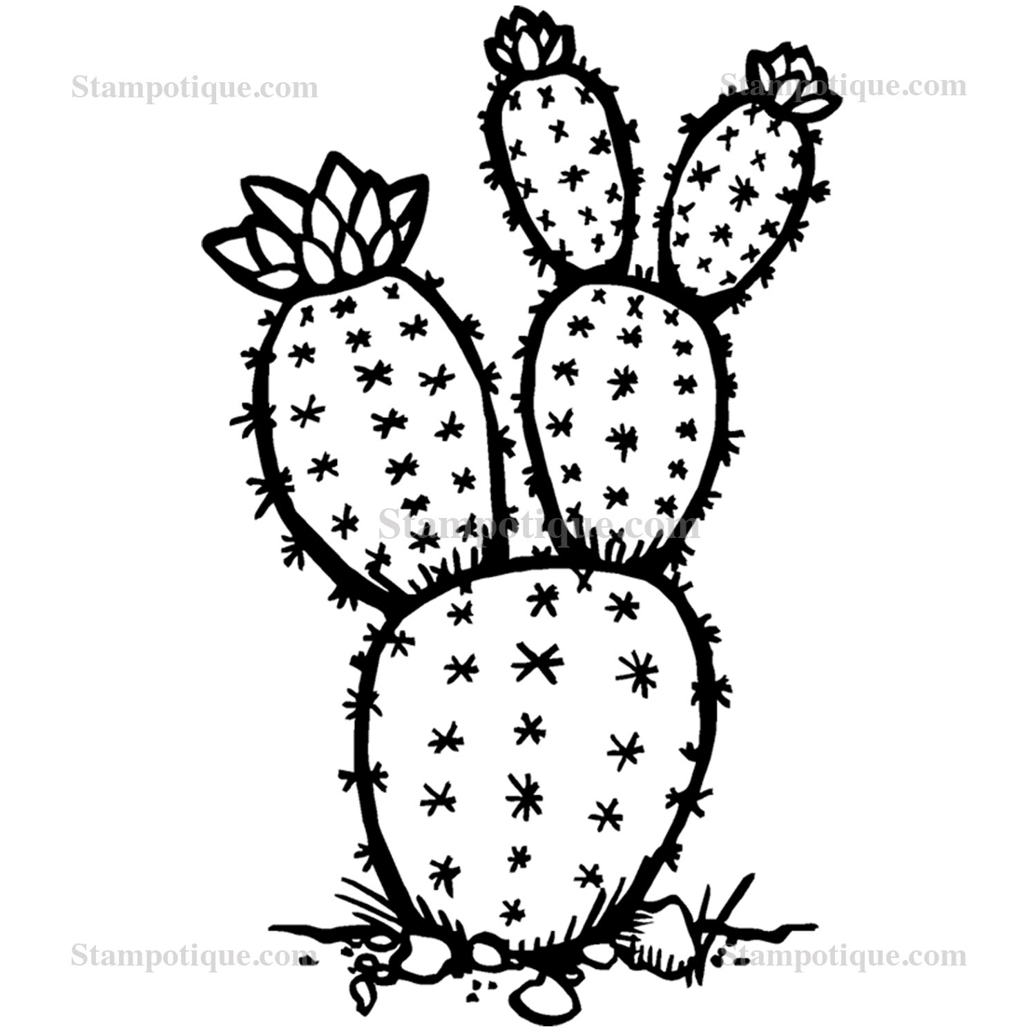 Prickly Pear Cactus Drawing at GetDrawings Free download