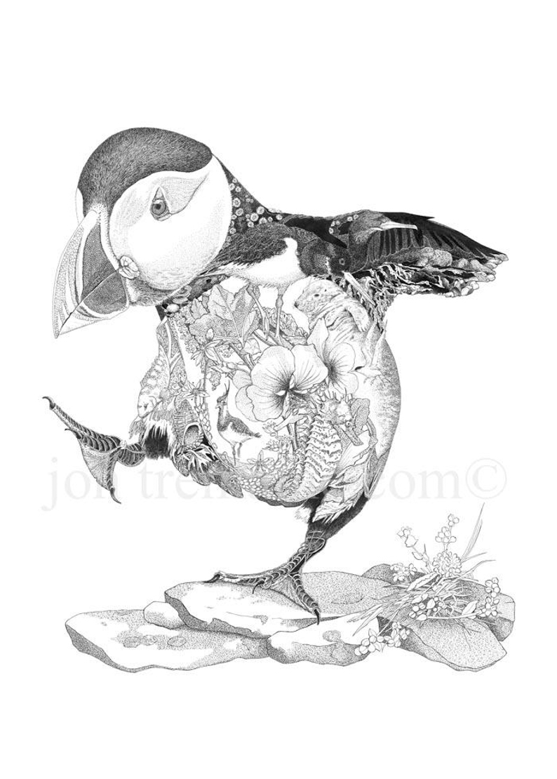 Puffin Drawing at GetDrawings | Free download