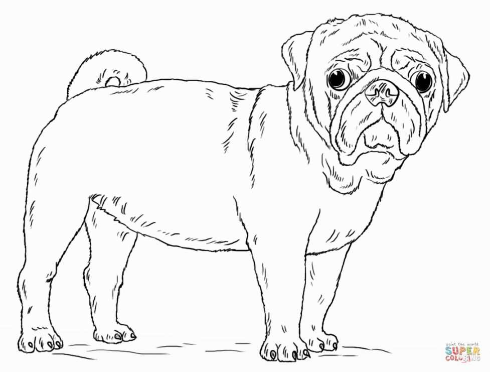 Pug Dog Drawing At GetDrawings Free Download