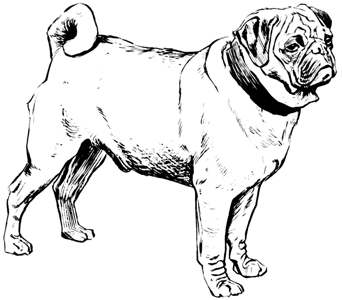 Pug Line Drawing at GetDrawings Free download