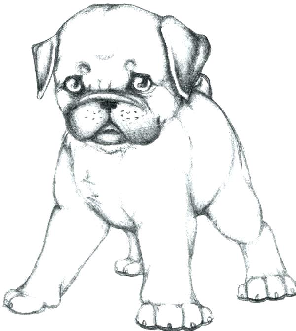 Pug Puppy Drawing at GetDrawings | Free download