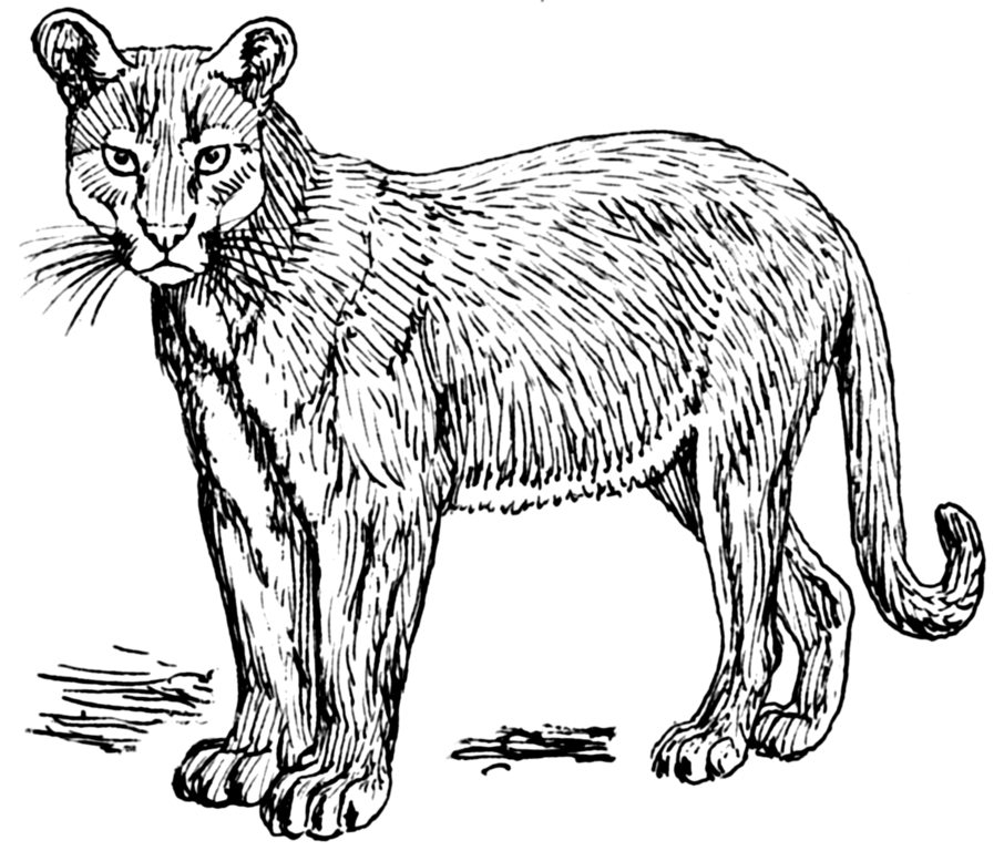 Puma Drawing at GetDrawings | Free download