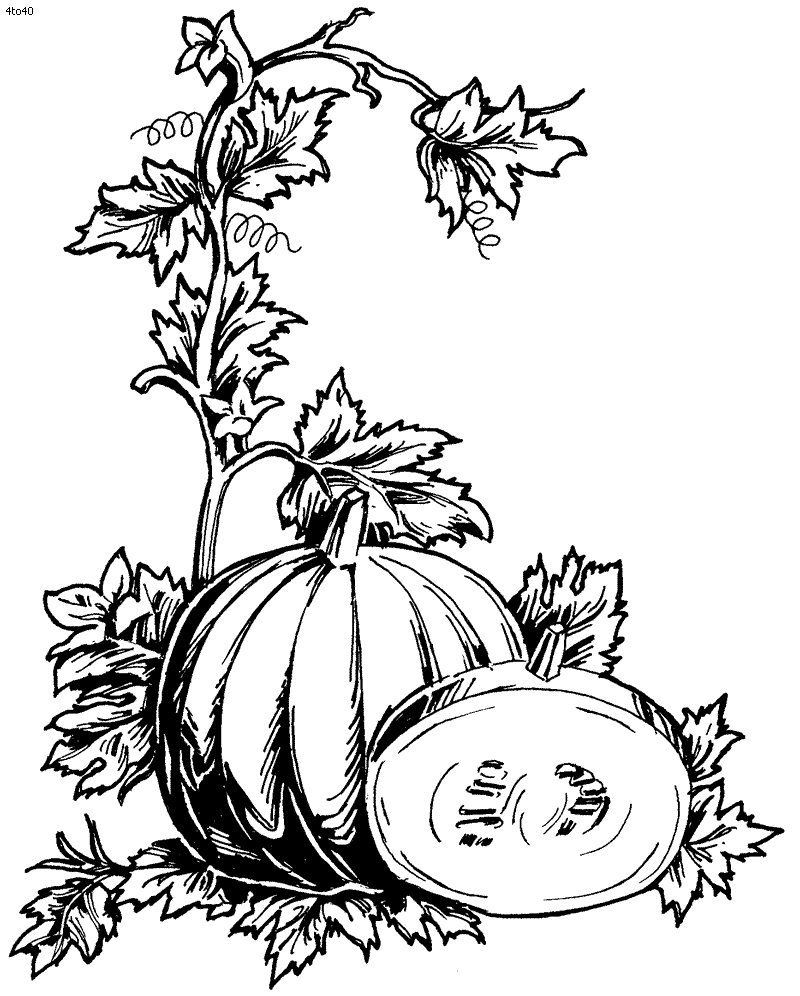 Pumpkin Plant Drawing At Getdrawings Free Download