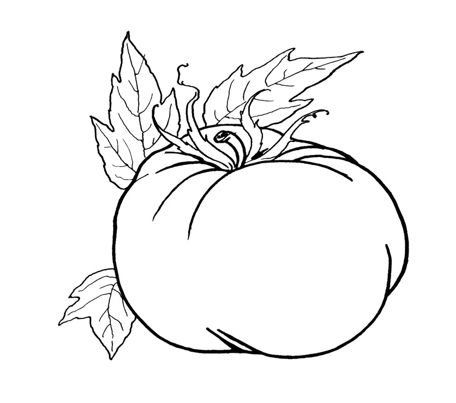 Pumpkin Plant Drawing at GetDrawings Free download