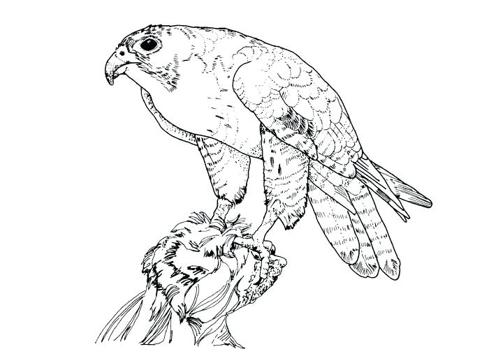Quetzal Bird Drawing at GetDrawings | Free download