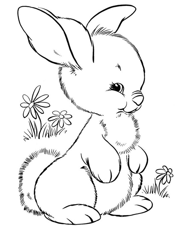 Rabbit Head Drawing at GetDrawings | Free download