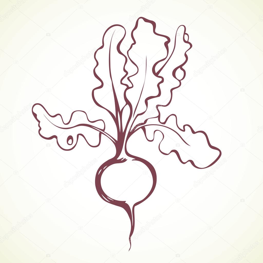 Radish Drawing at GetDrawings | Free download