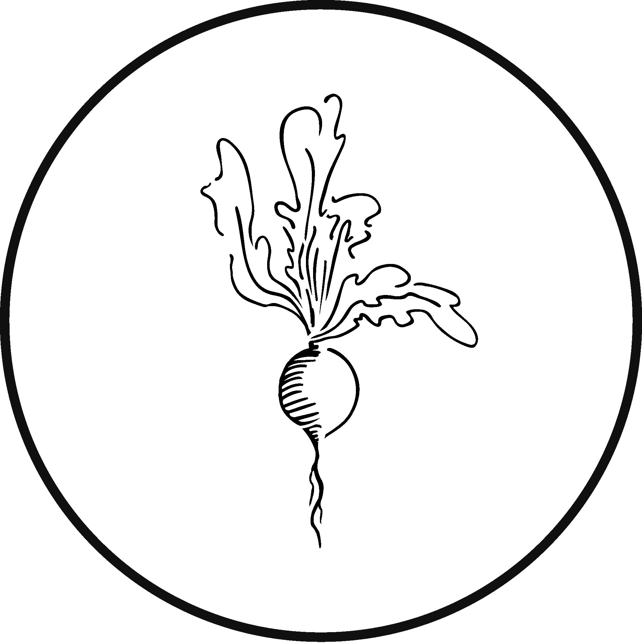 Radish Drawing at GetDrawings | Free download