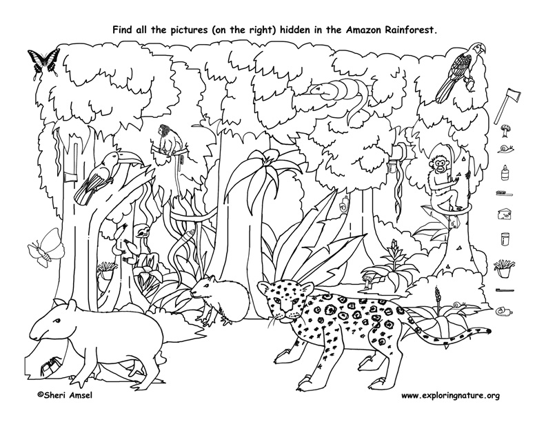 Rainforest Drawing For Kids at GetDrawings Free download