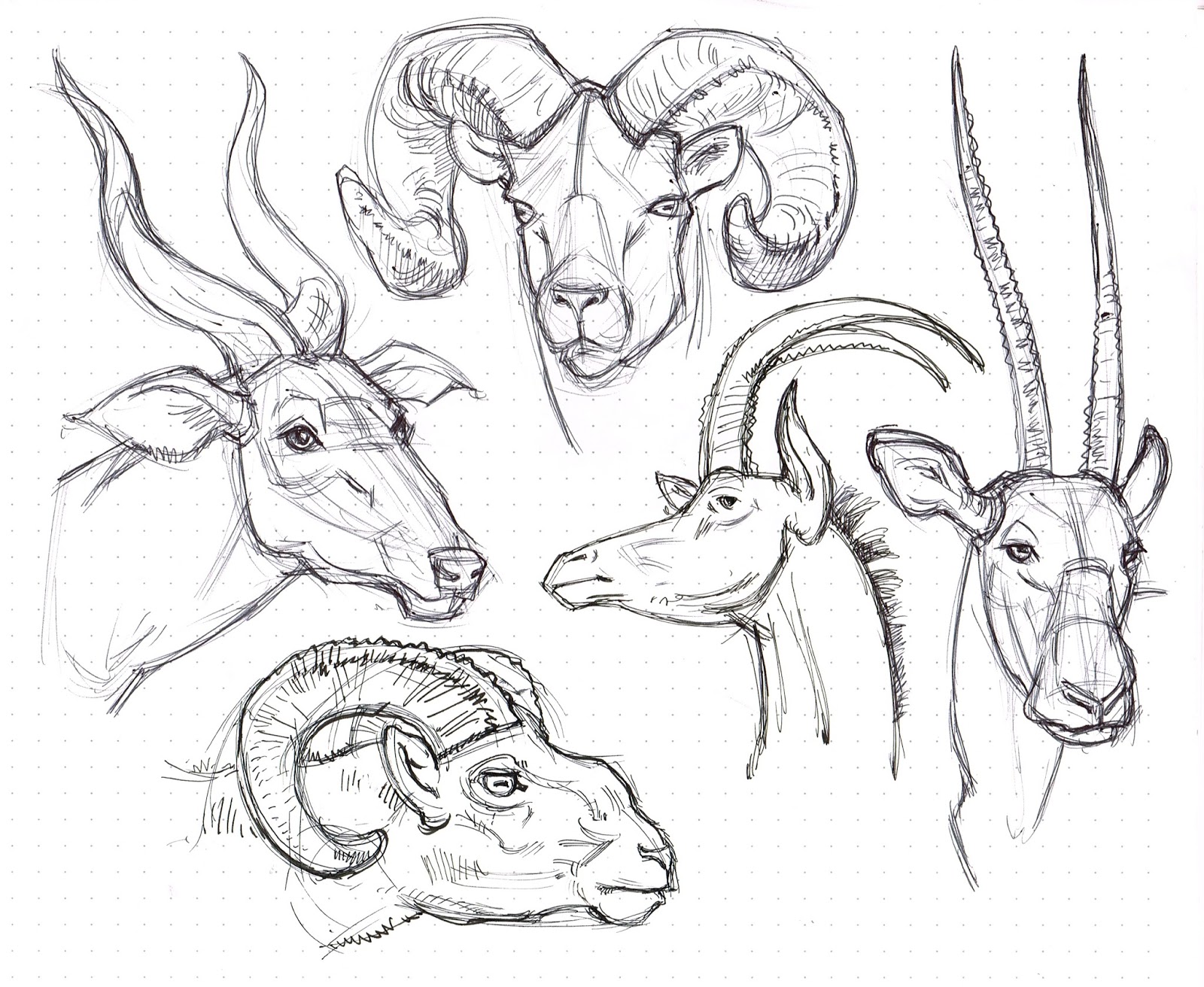 Ram Animal Drawing at GetDrawings Free download