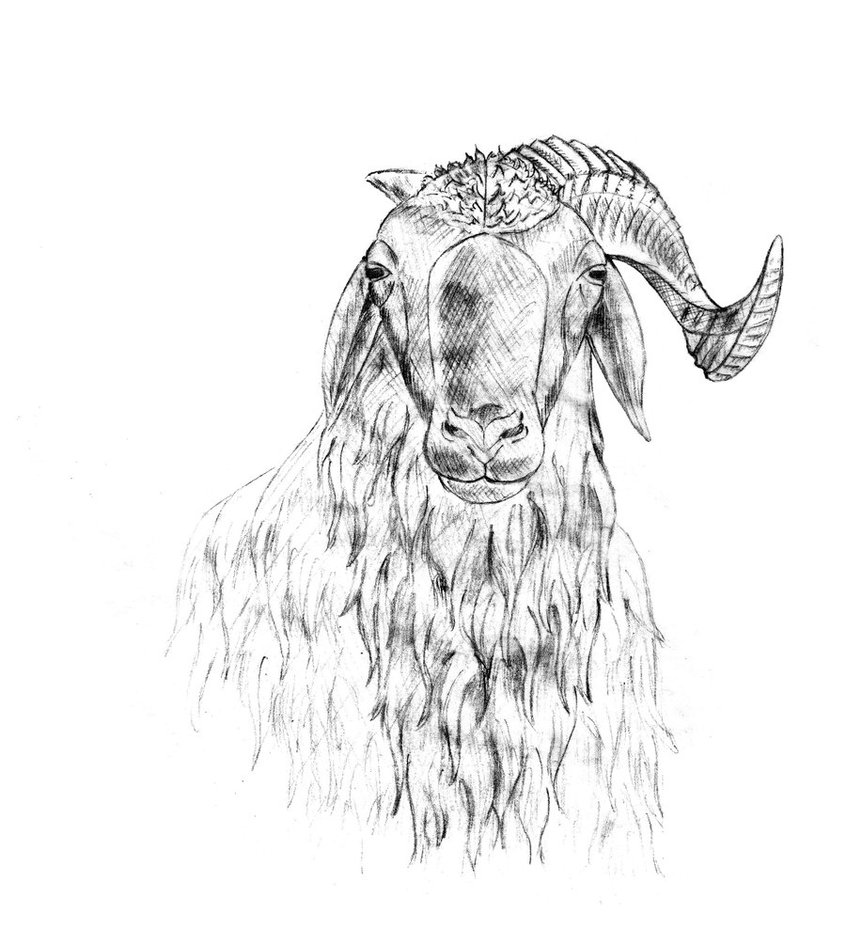 Ram Horns Drawing at GetDrawings Free download