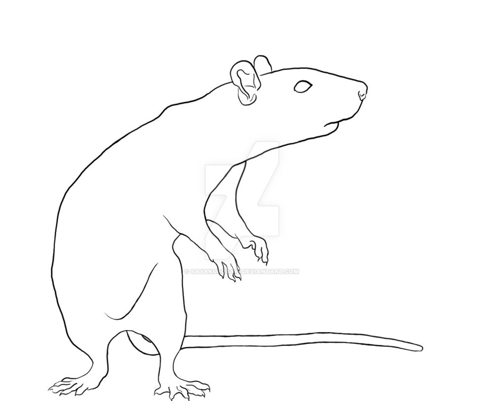Rat Drawing at GetDrawings Free download