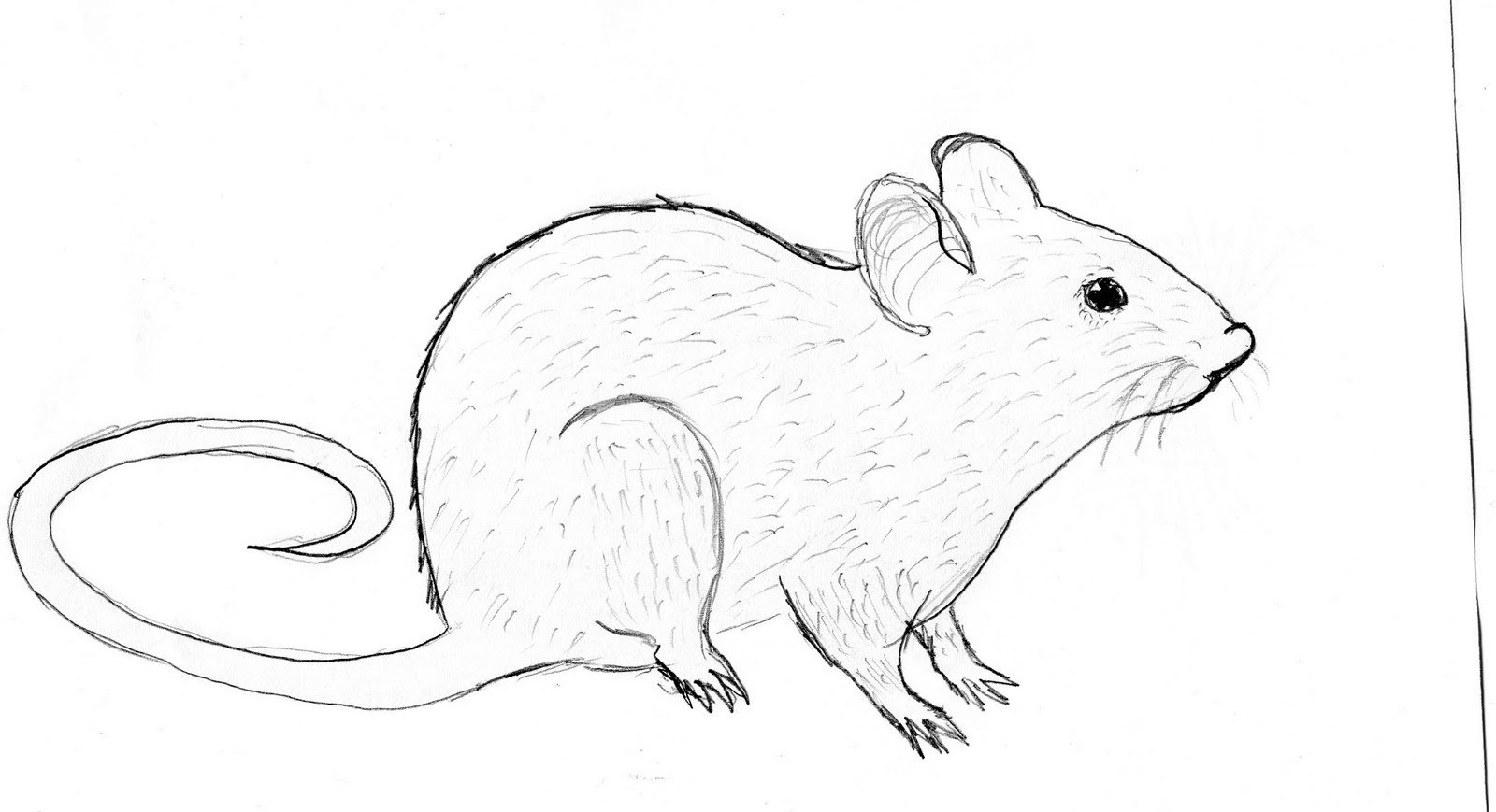 Rat Drawing at GetDrawings Free download