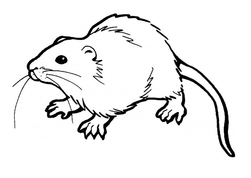 Rat Drawing Images at GetDrawings Free download