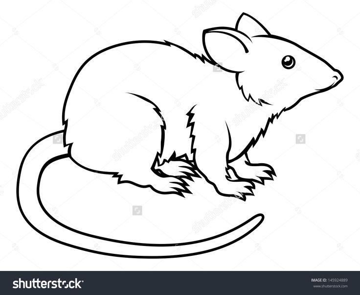 Rat Outline Drawing Rat Outline Drawing Cartoon Coloring Getdrawings