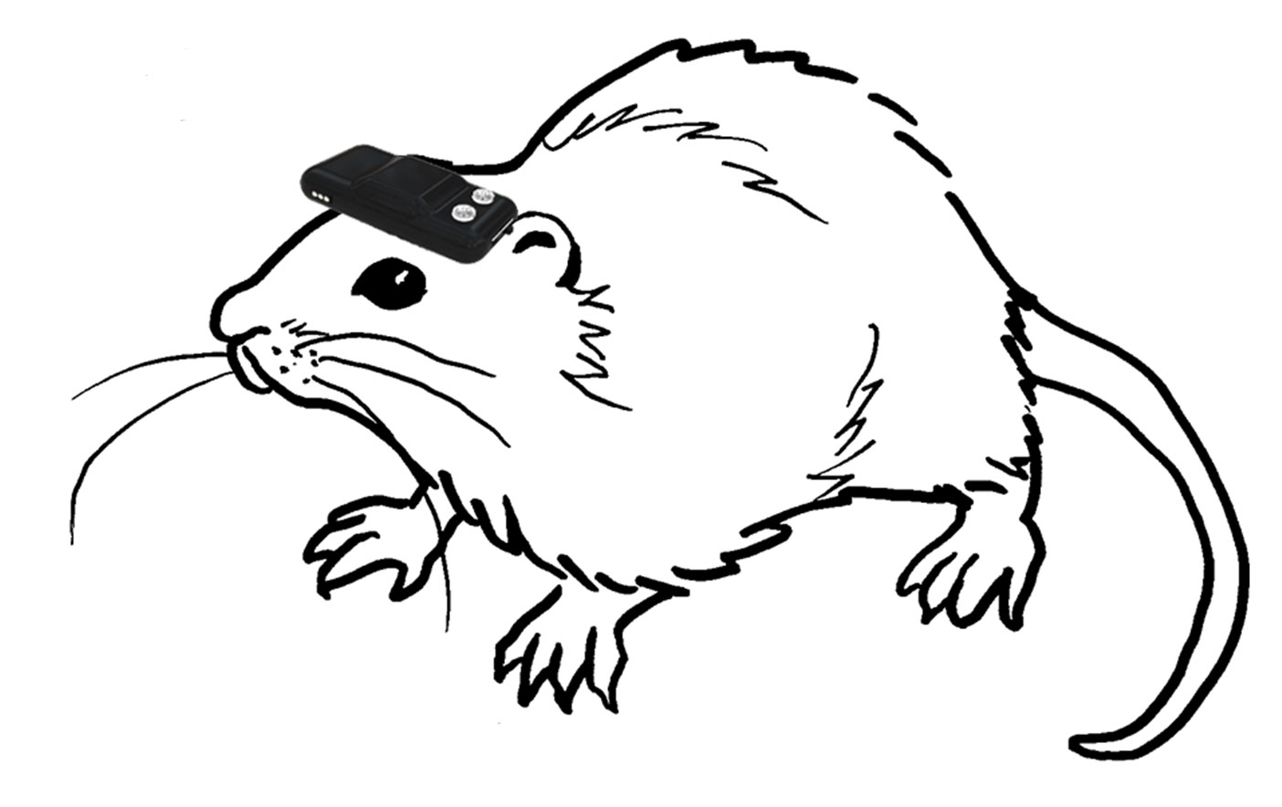 rat-line-drawing-at-getdrawings-free-download