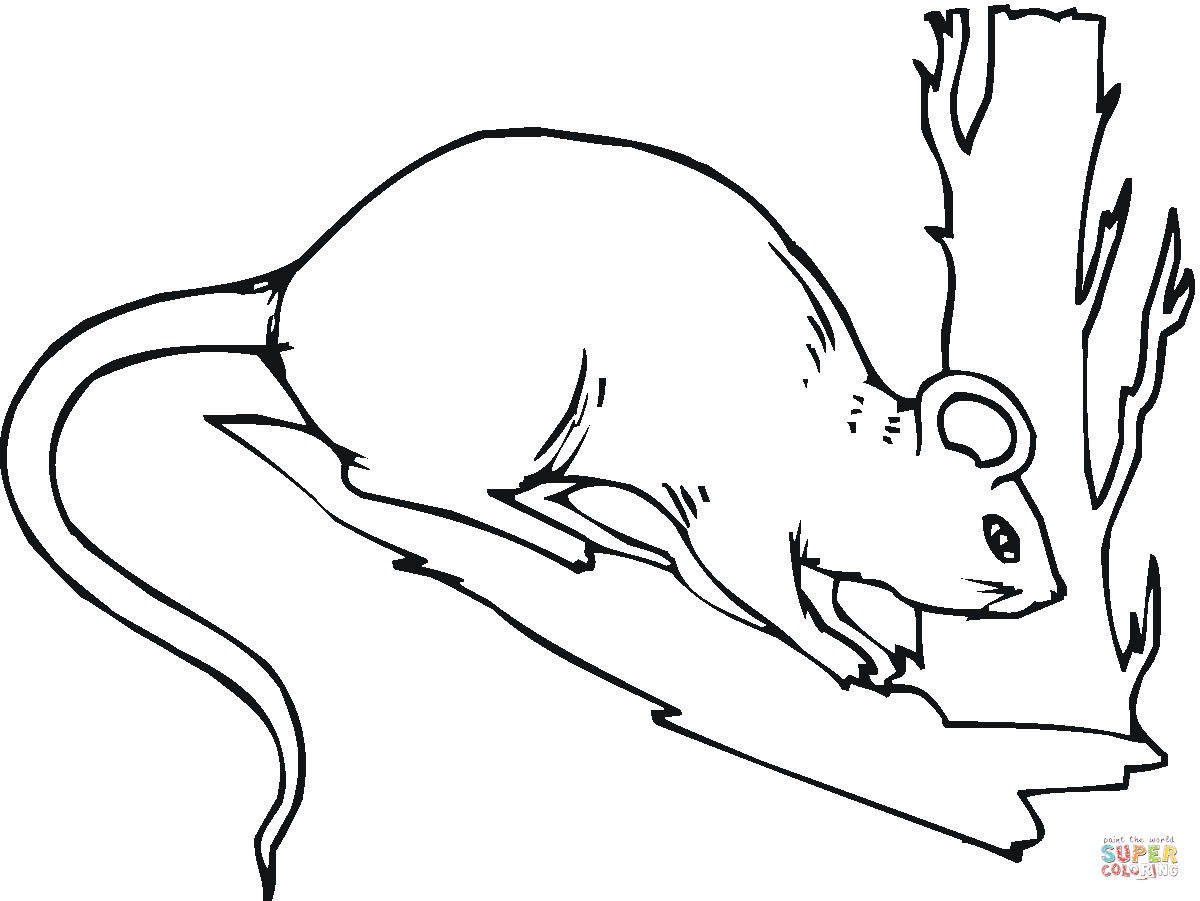 rat-outline-drawing-at-getdrawings-free-download