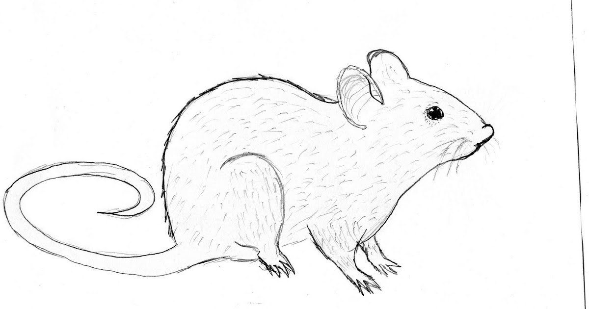 Rat Outline Drawing at GetDrawings Free download