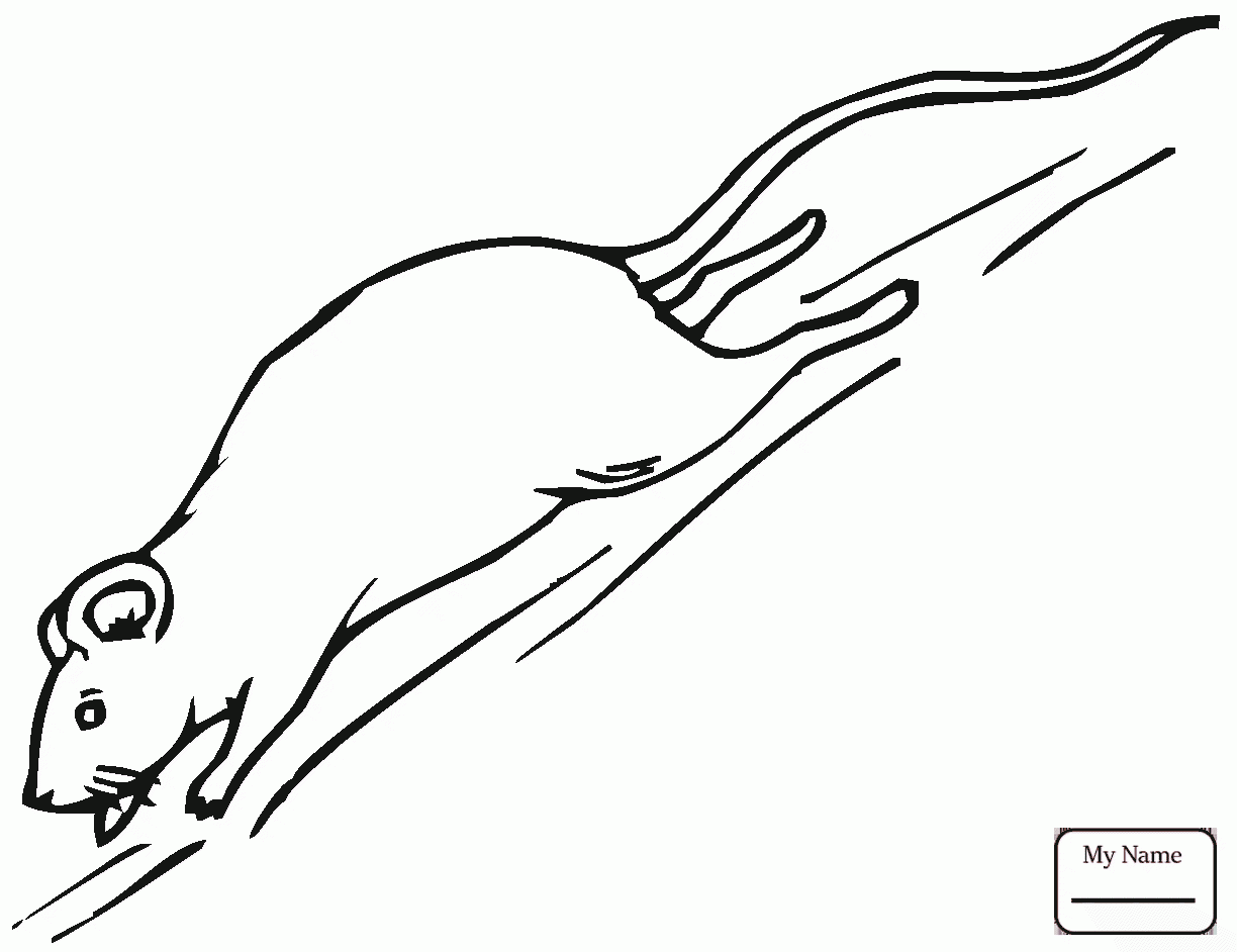 Rat Outline Drawing at GetDrawings | Free download