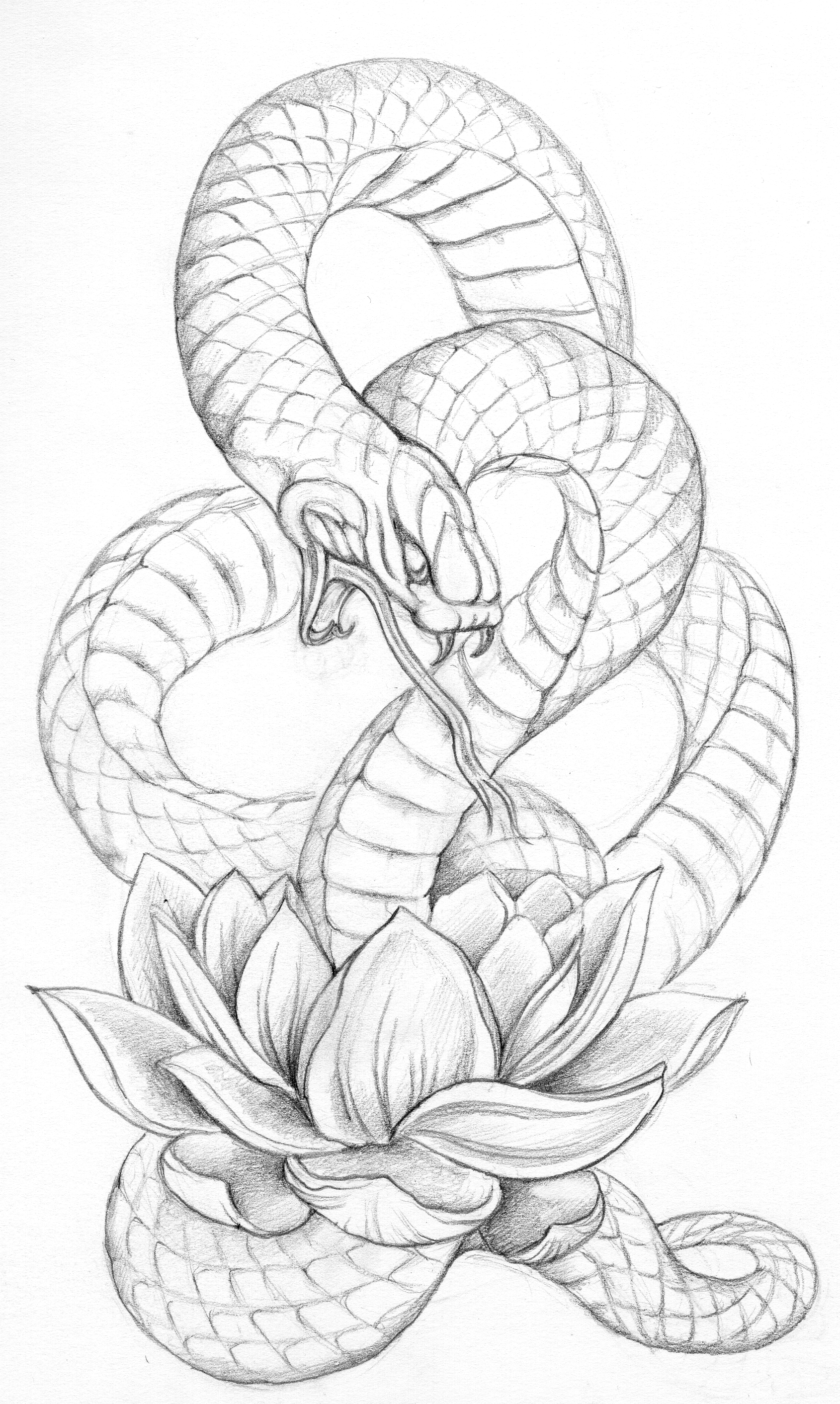 snake sketch