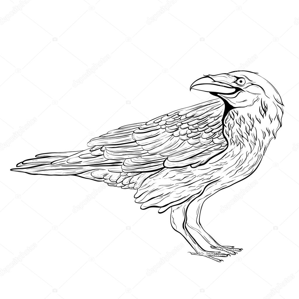Ворона сложная раскраска