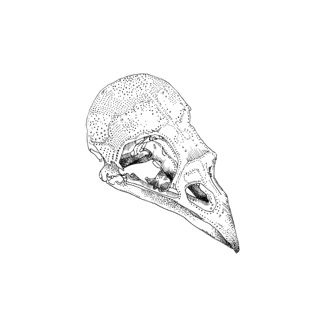 Raven Skull Drawing at GetDrawings Free download