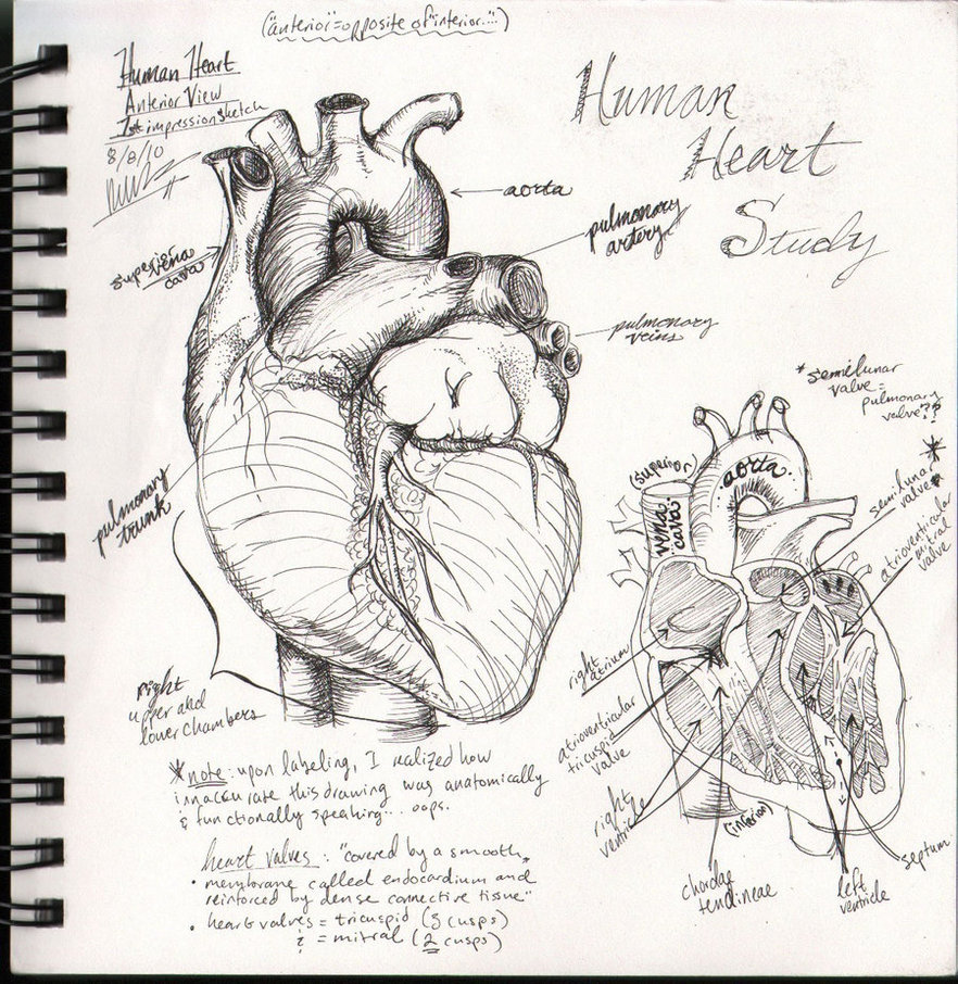 Real Human Heart Drawing At Getdrawings Free Download
